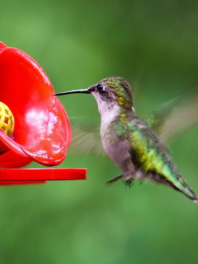 How to Monitor Hummingbird Health