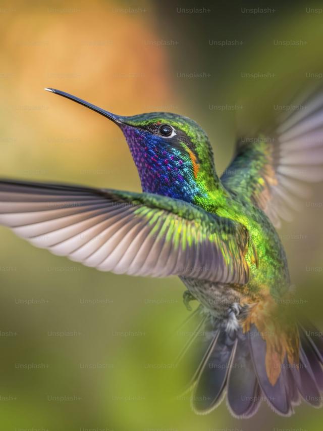 How to Photograph Hummingbirds in Flight