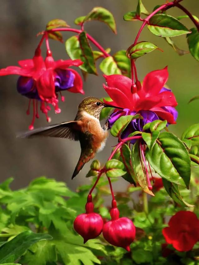 How to Plant a Hummingbird Garden