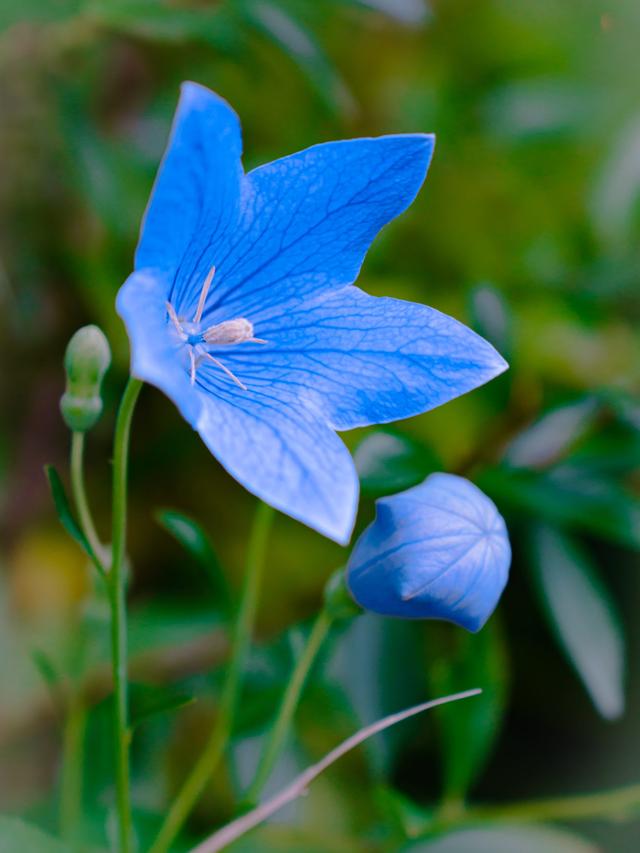 How to Prune and Deadhead Perennial Flowers