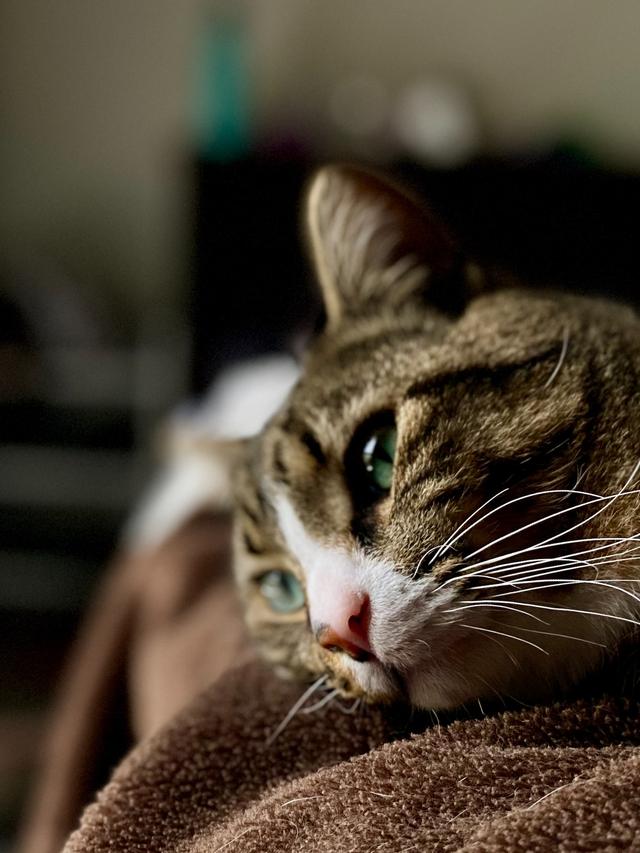 How to Recognize Signs of Illness in Your Cat