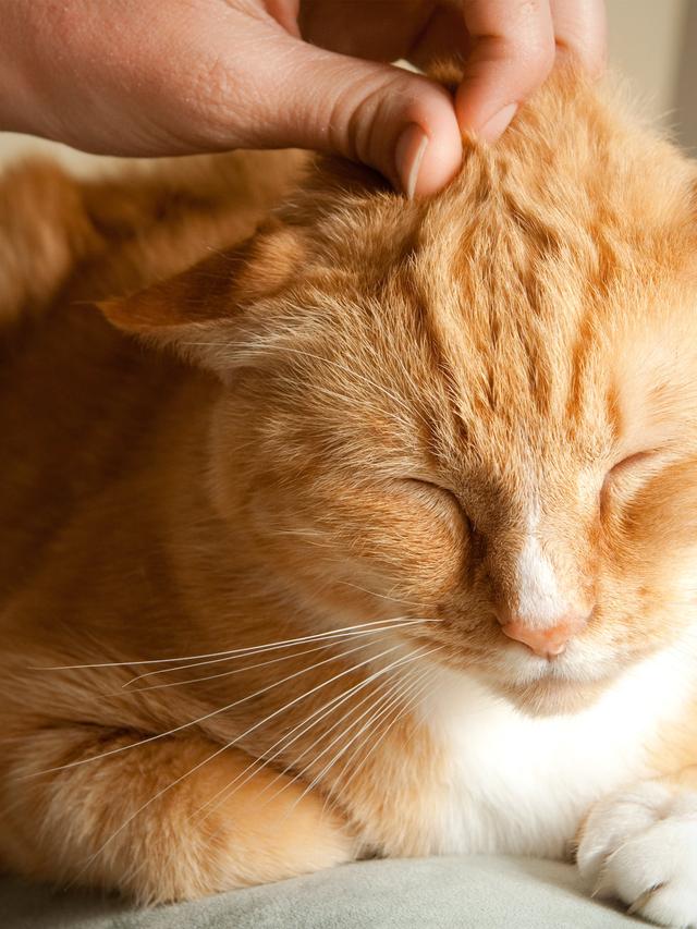 How to Recognize and Treat Feline Diabetes