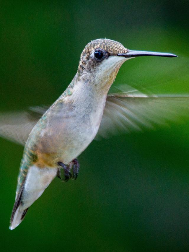 How to Teach Kids About Hummingbirds