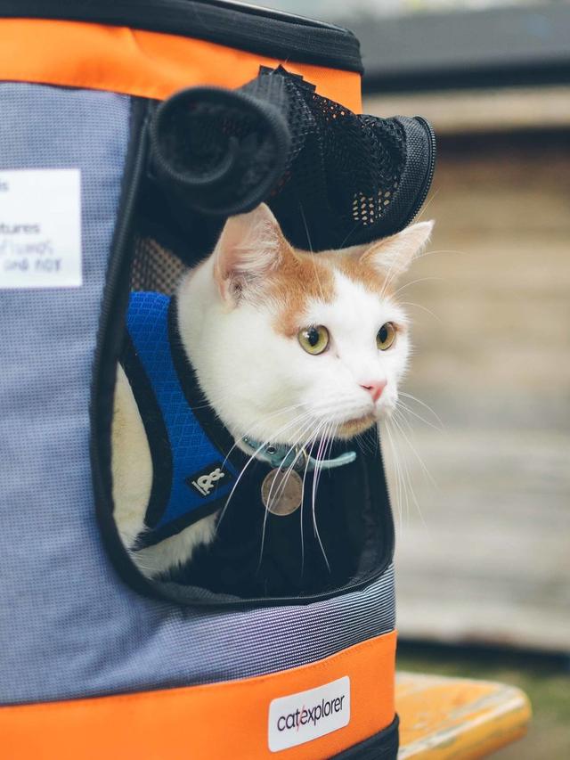 How to Train Your Cat to Use a Cat Backpack