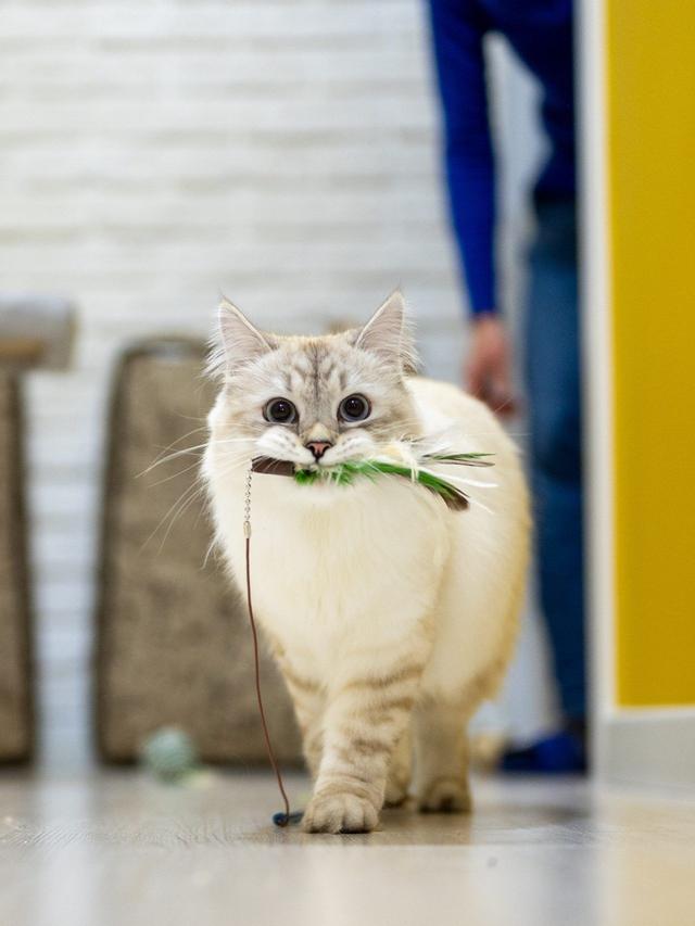 How to Train Your Cat to Use a Treadmill