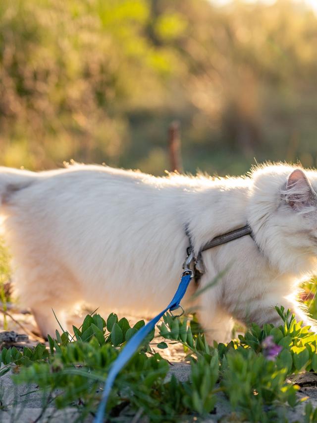 How to Train a Cat for Outdoor Adventures