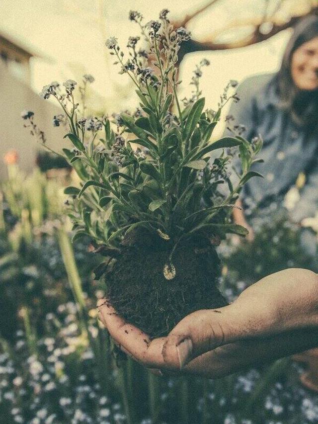 How to Winterize Your Perennial Flowers