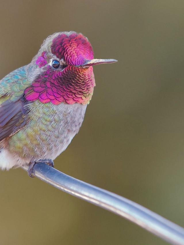 Hummingbird Facts for Kids