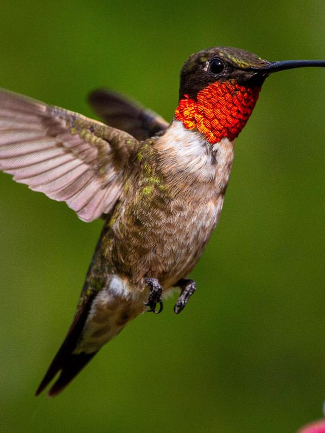 Hummingbird Identification Guide