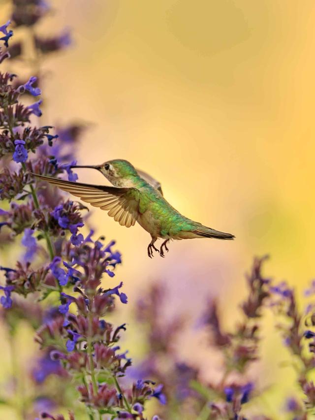 Hummingbird Rescue and Rehabilitation