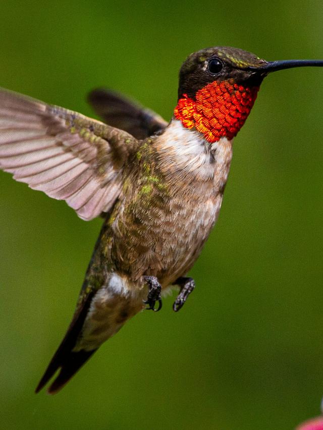 Hummingbird Research and Discoveries