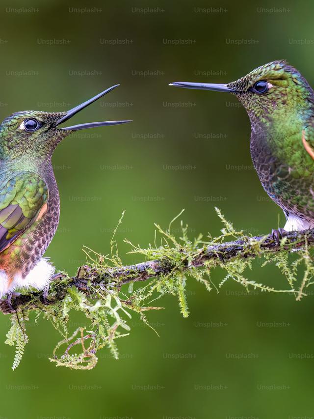 Hummingbird Territorial Behavior