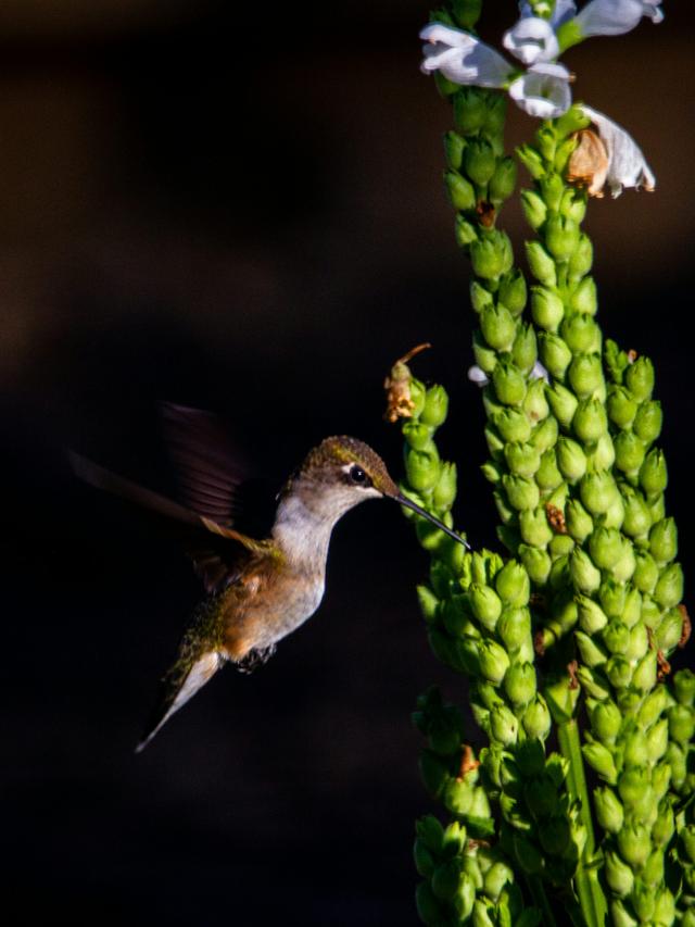 Hummingbird-friendly Plants and Flowers