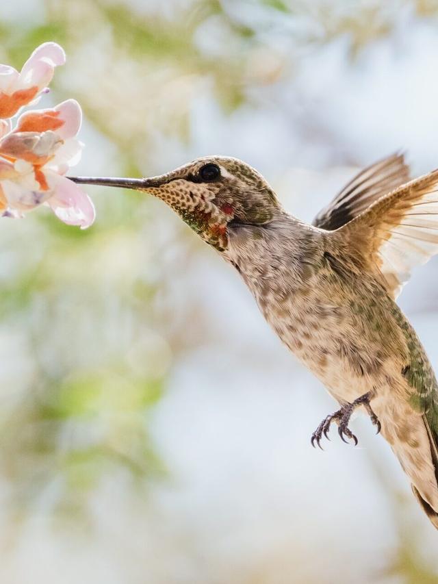 Hummingbirds and Their Amazing Memory