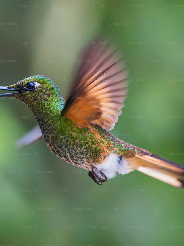 Hummingbirds and Their Unique Flight Patterns