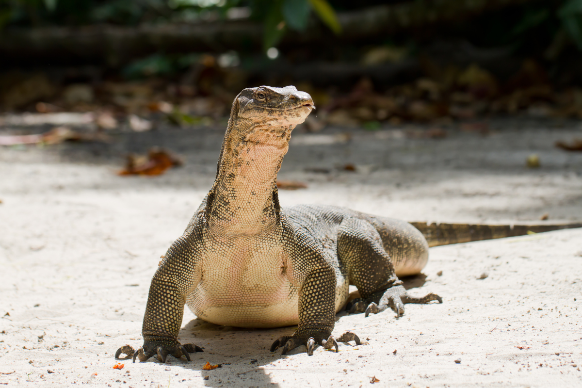 Komodo Dragon: Living Dinosaurs of Our Time