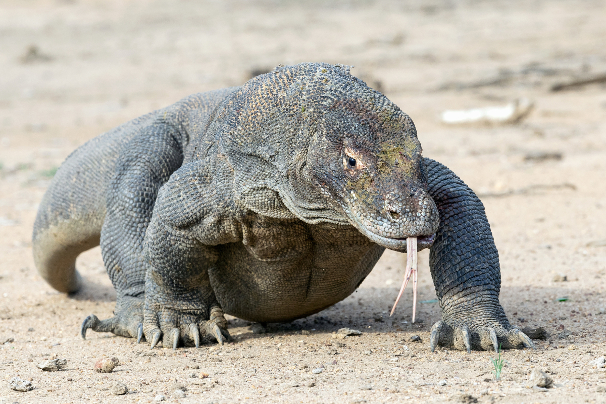 Komodo Dragon Facts: Size, Diet, and Habitat