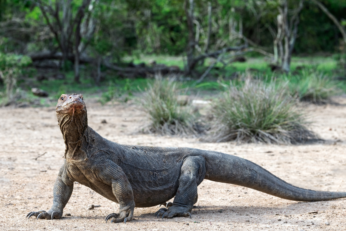 Komodo Dragon Evolutionary Biology