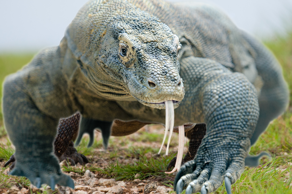 Komodo Dragon Teeth: Tools of the Trade