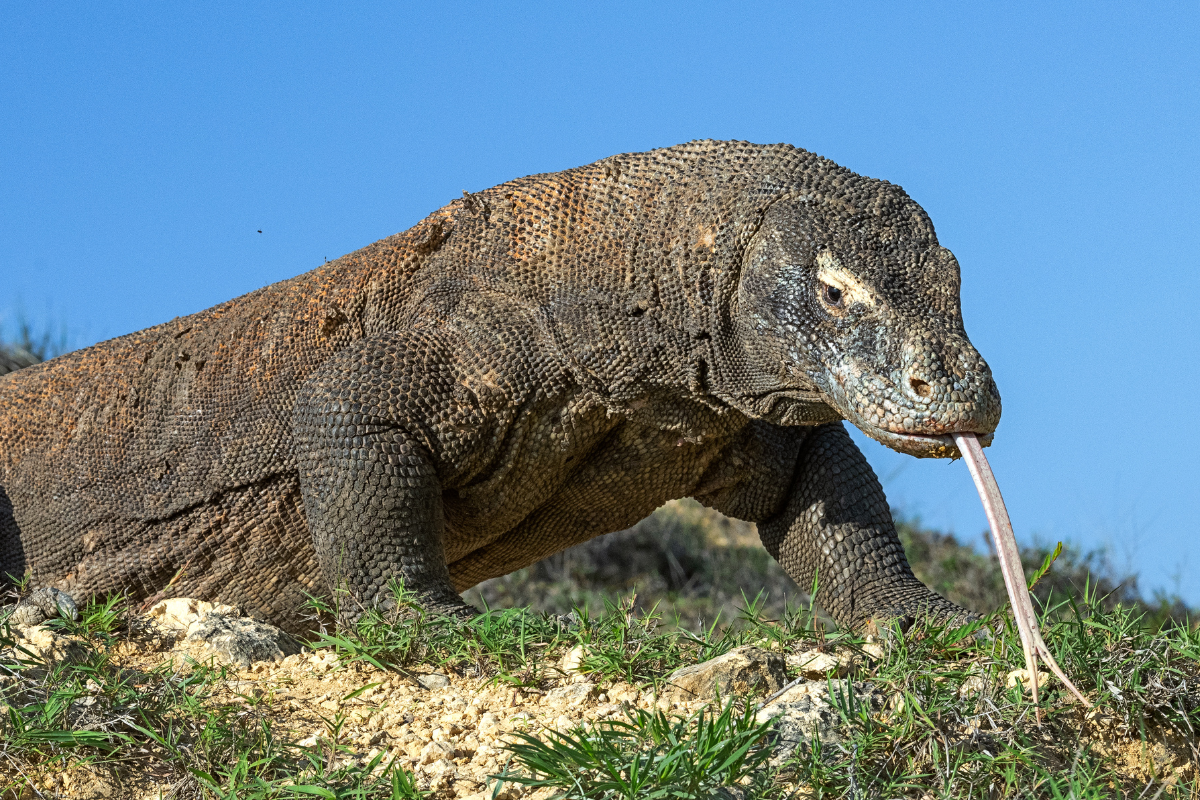 Predatory Behaviors of the Komodo Dragon