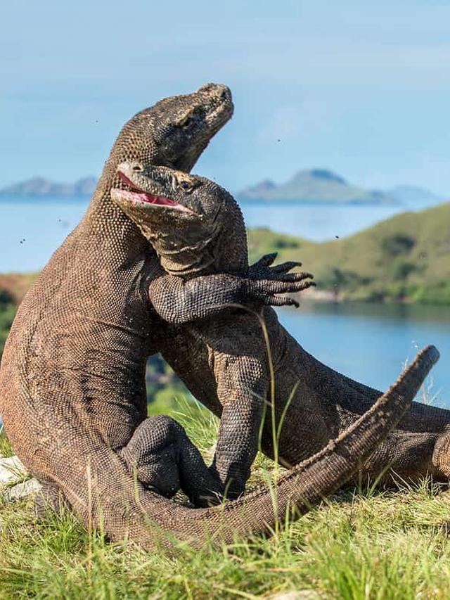 Komodo Dragons: Evolutionary Marvels of Nature