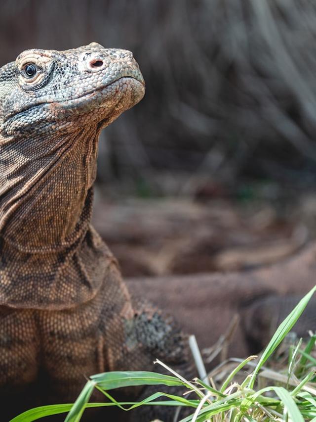 Komodo Dragons: Myths and Realities