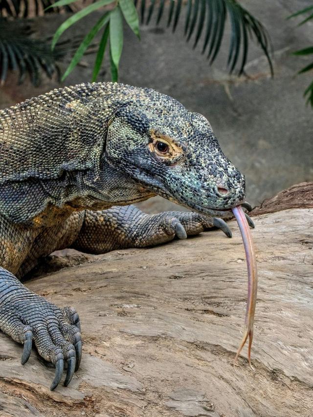 Komodo Dragons: Survivors of Evolution