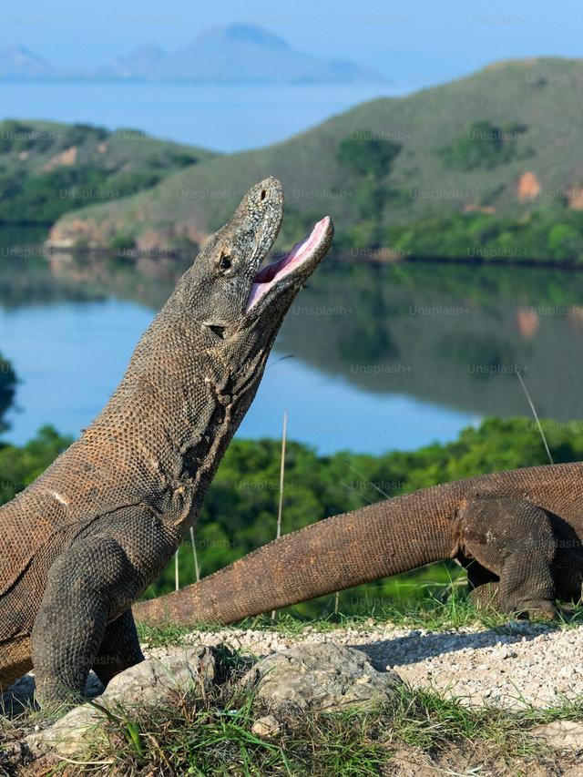 Komodo Dragons: The Giants of the Lizard Family