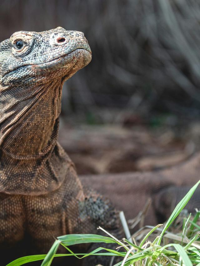 Komodo Dragons in Captivity vs. the Wild