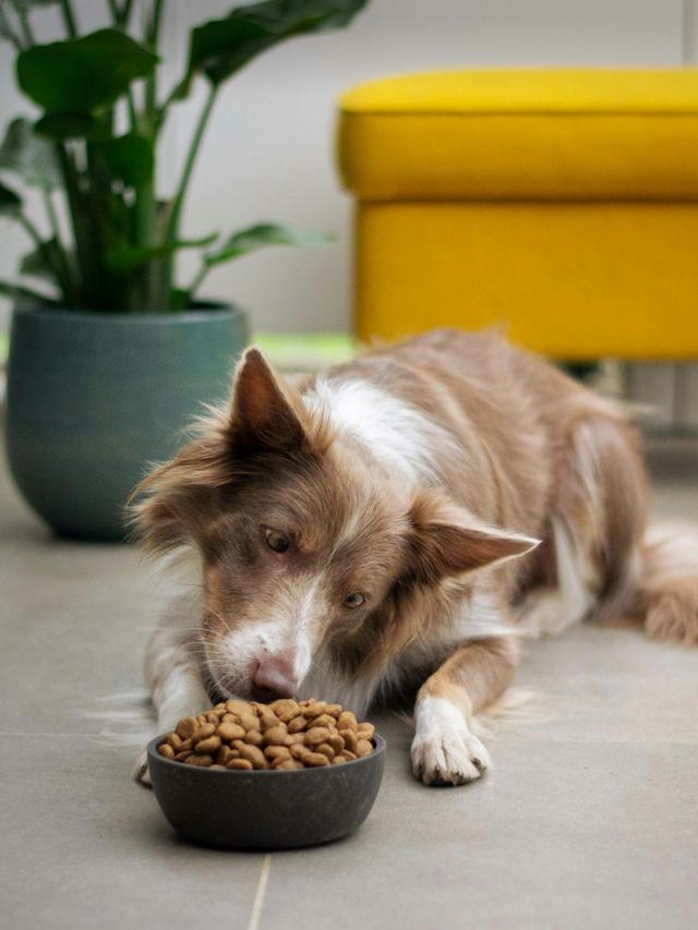 Managing Dog Food Allergies