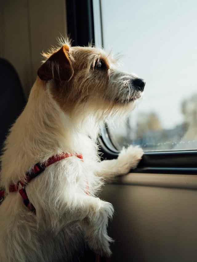 Managing Dog Travel Anxiety