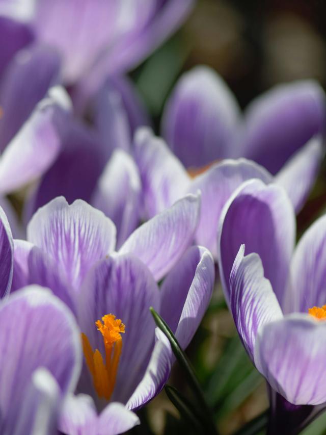 Perennial Flowers That Bloom in Early Spring