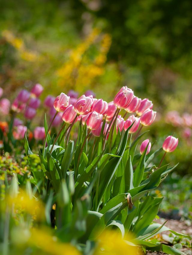 Perennial Flowers That Bloom in Spring