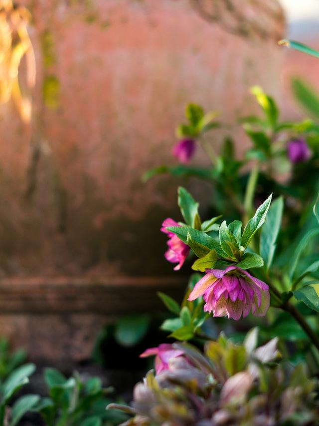 Perennial Flowers That Bloom in the Shade