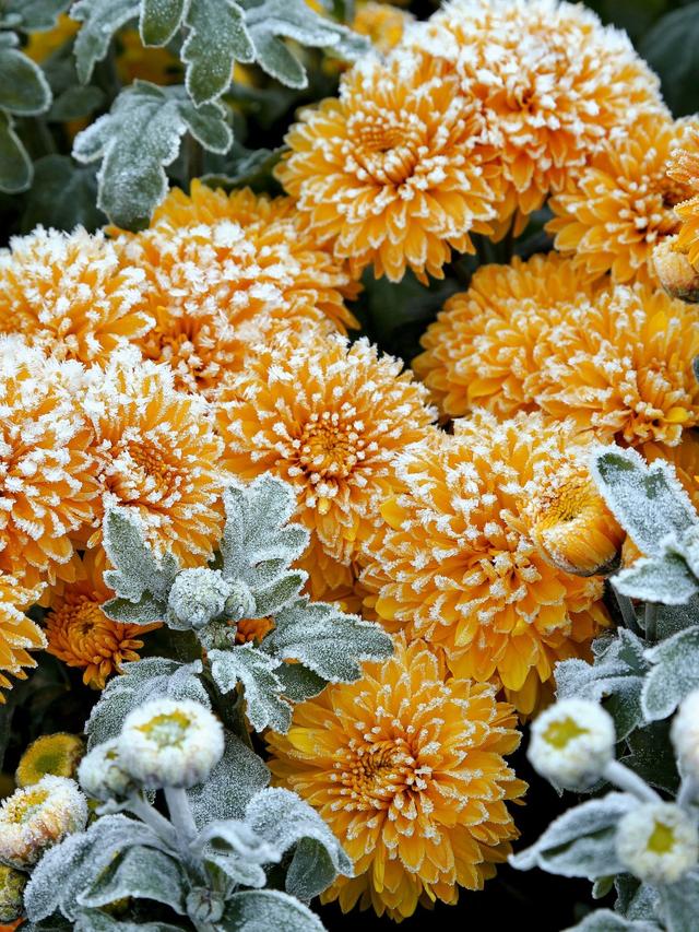 Perennial Flowers That Tolerate Frost