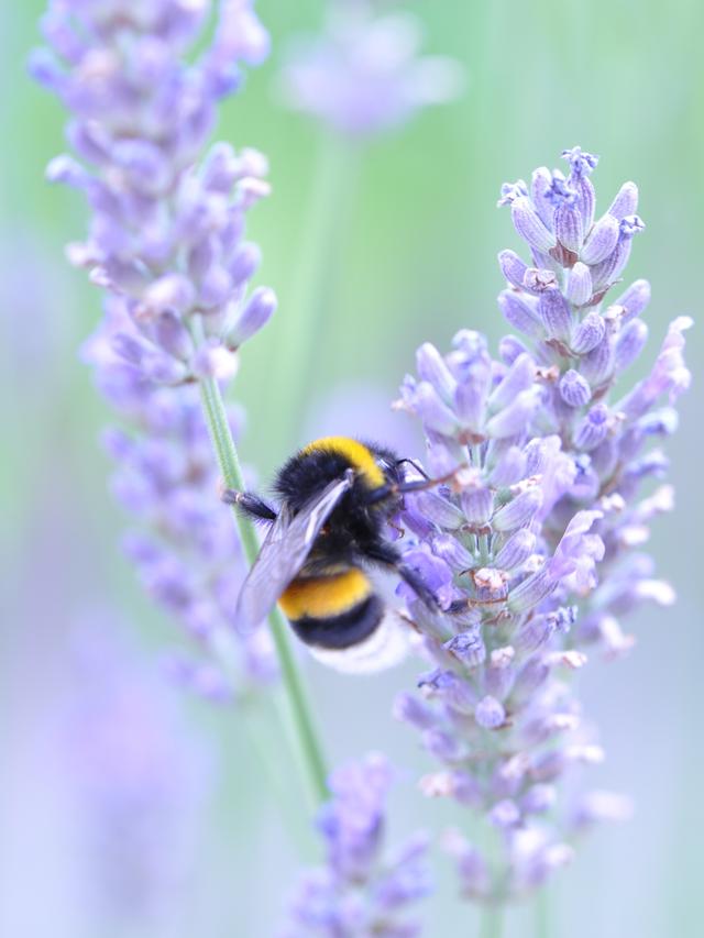 Perennial Flowers for Attracting Beneficial Insects