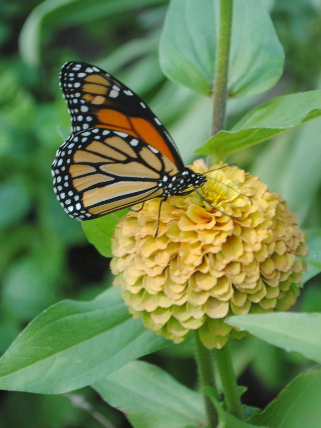 Perennial Flowers for Butterfly Meadows