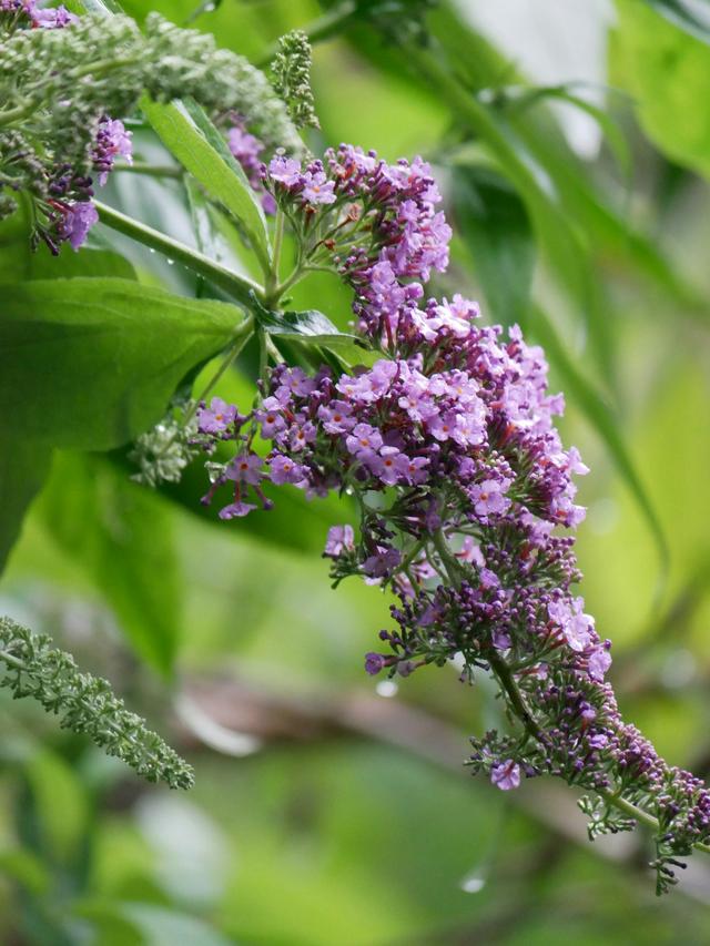 Perennial Flowers for Cold and Wet Areas