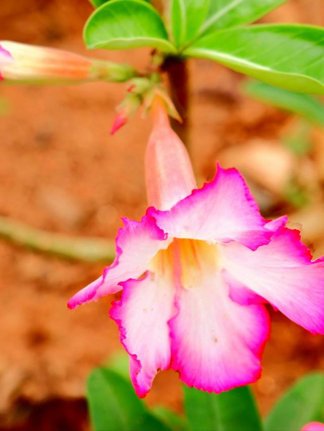 Perennial Flowers for Desert Landscaping