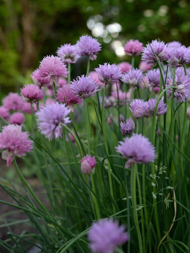 Perennial Flowers for Dry Shade