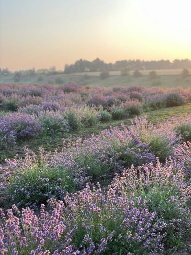 Perennial Flowers for Edible Landscapes