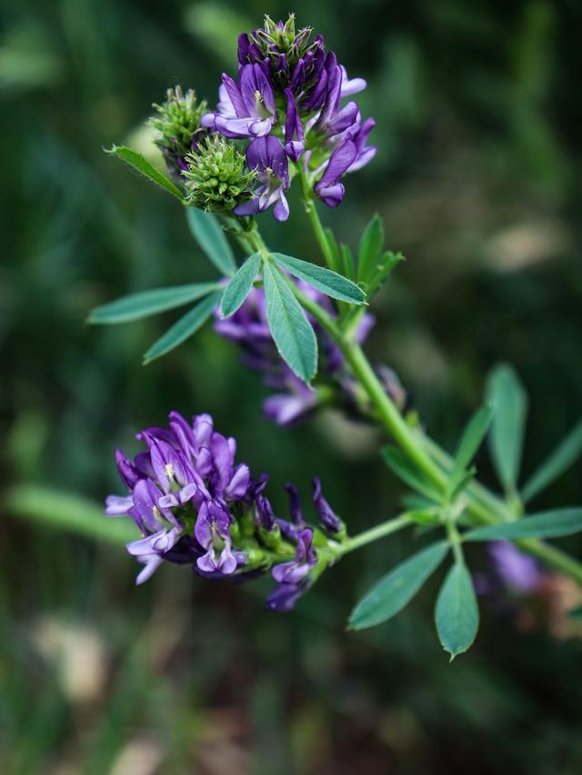 Perennial Flowers for Ground Cover