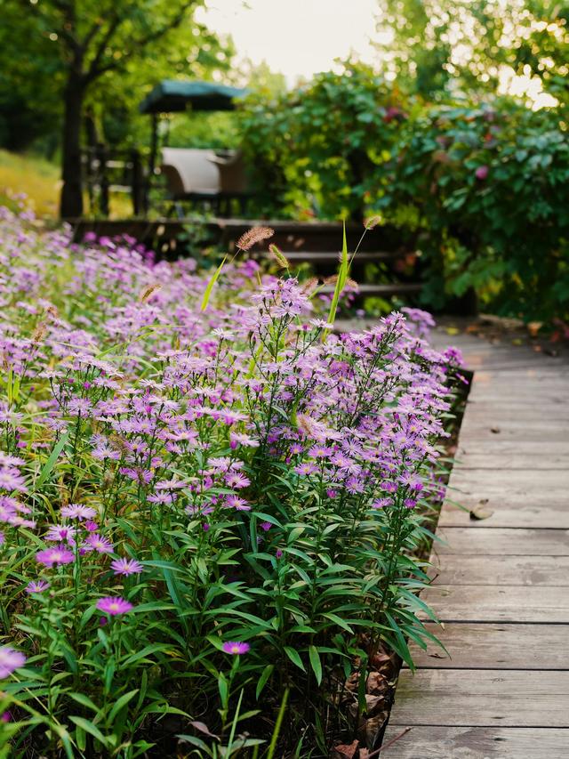 Perennial Flowers for Informal Gardens