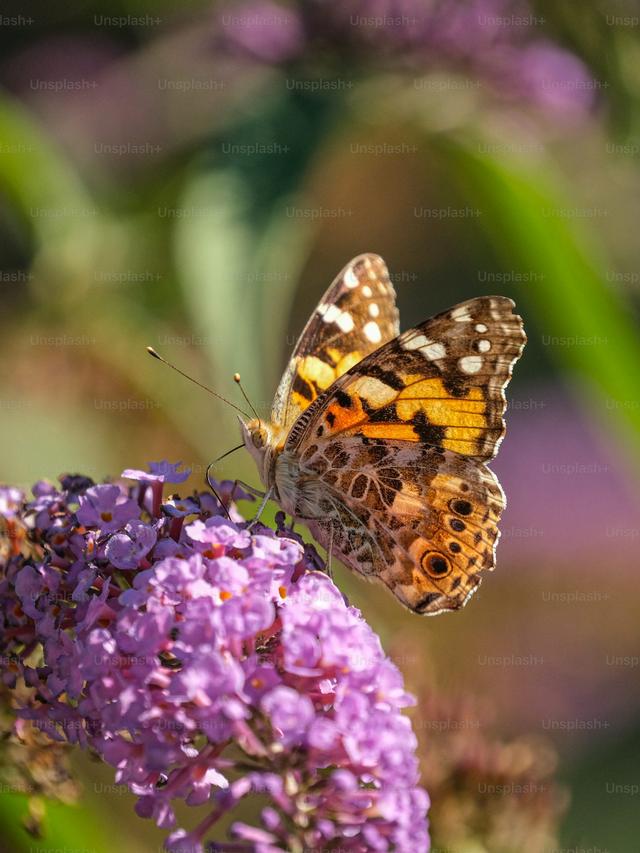 Perennial Flowers for Pollinator Pathways