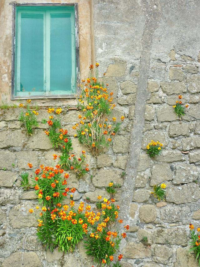 Perennial Flowers for Resilient Landscapes