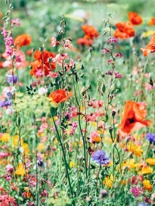 Perennial Flowers for Seasonal Displays