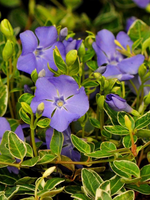 Perennial Flowers for Slope Stabilization