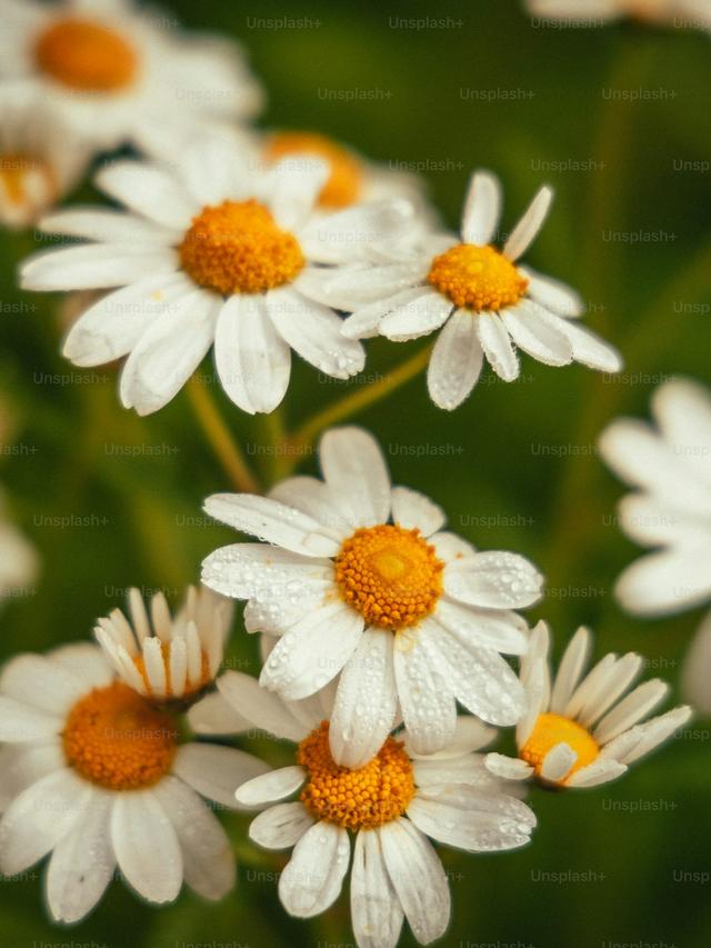 Perennial Flowers for Small Spaces