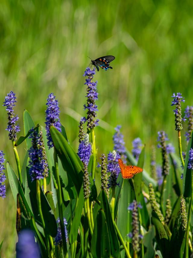 Perennial Flowers for Wildlife Conservation