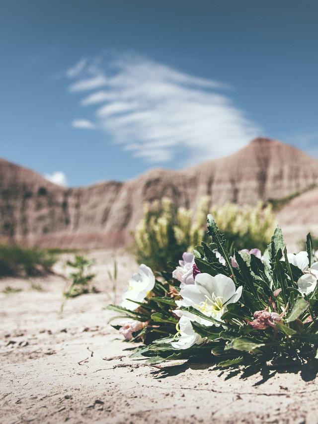 Perennial Flowers for a Desert Landscape